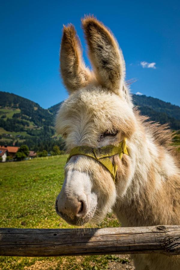 Weidinghof Apartman Sankt Veit im Pongau Kültér fotó