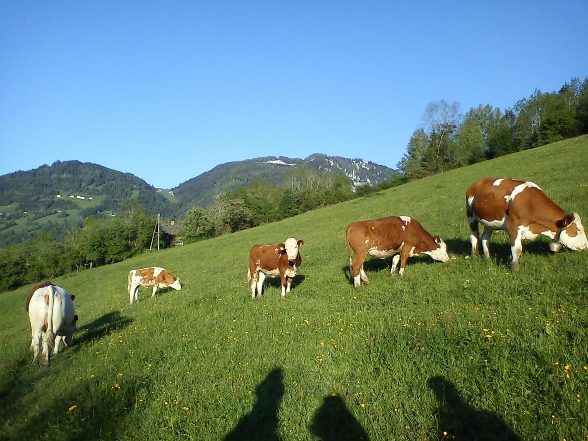 Weidinghof Apartman Sankt Veit im Pongau Kültér fotó